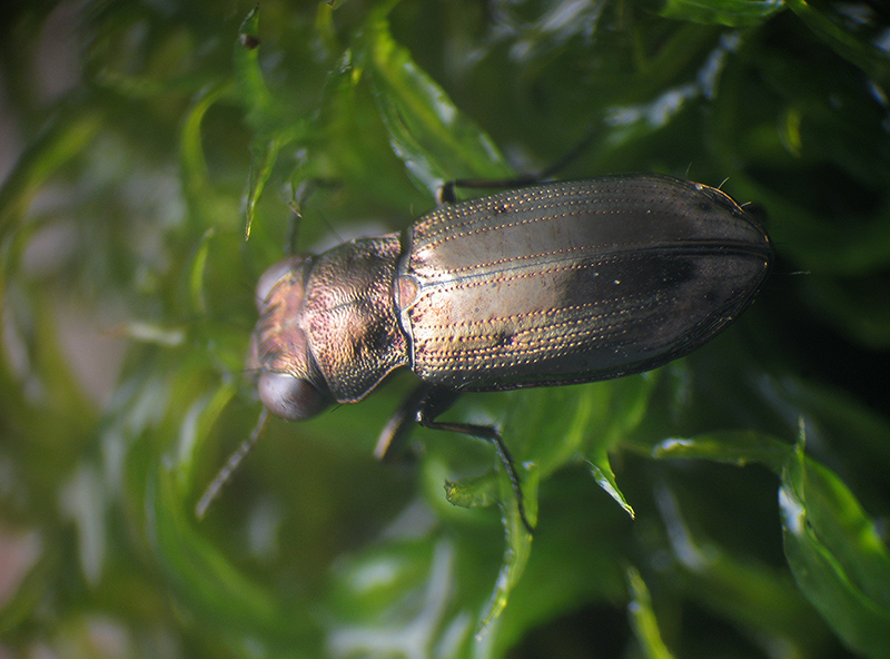 Notiophilus substriatus